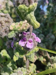 Pseudodictamnus africanus