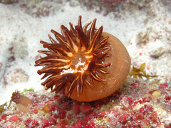 Telmatactis cricoides