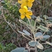 Two-Leaved Senna - Photo (c) Jessica Huang, some rights reserved (CC BY-NC), uploaded by Jessica Huang