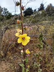 Verbascum virgatum