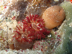 Telmatactis cricoides