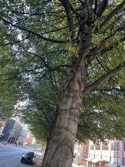 Quercus phellos