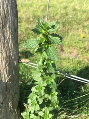Urtica urens