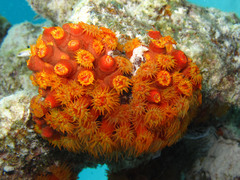 Tubastraea coccinea