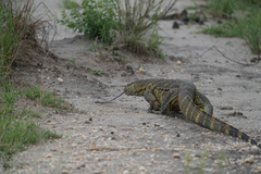 Varanus niloticus