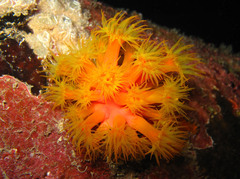 Tubastraea coccinea