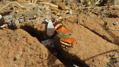 Hypanartia bella