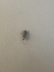 Derospidea brevicollis