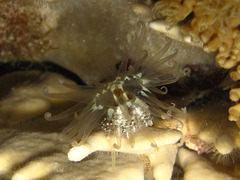 Bunodeopsis globulifera