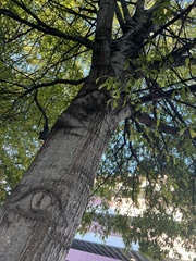 Quercus phellos