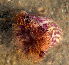 Calliactis parasitica