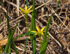Gagea granulosa