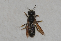 Megachile inimica