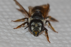 Megachile inimica