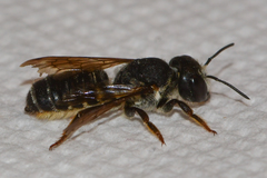 Megachile inimica