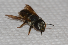Megachile inimica