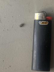 Derospidea brevicollis