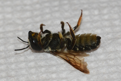 Megachile inimica