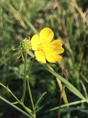 Ranunculus acris