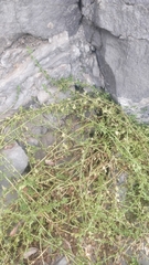 Patellifolia procumbens
