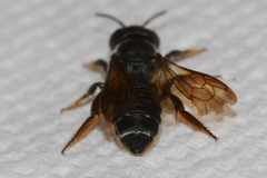 Megachile inimica