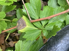 Volutella pachysandrae