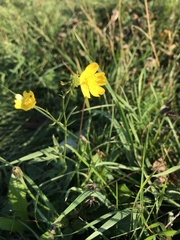 Ranunculus acris