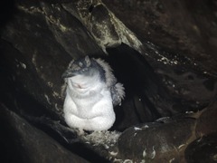 Eudyptula minor minor