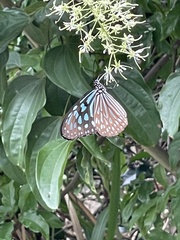 Ideopsis similis