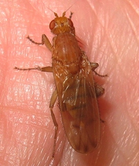 Heleomyzidae