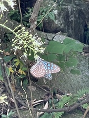 Ideopsis similis