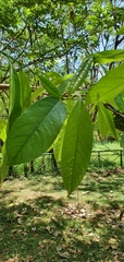 Annona