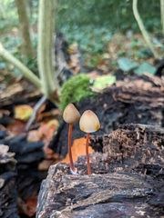 Mycena crocata