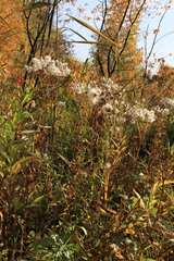 Senecio sarracenicus