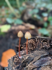 Mycena crocata