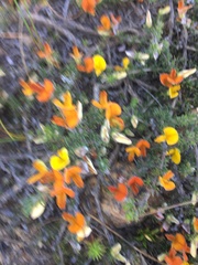 Aspalathus juniperina