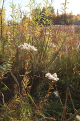 Senecio sarracenicus