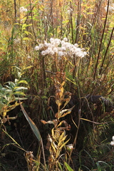 Senecio sarracenicus