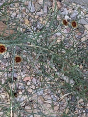 Helianthus ciliaris
