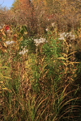 Senecio sarracenicus