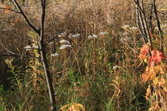 Senecio sarracenicus