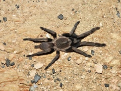 Selenocosmia