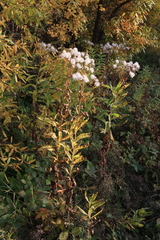 Senecio sarracenicus