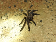 Selenocosmia