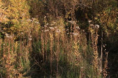 Senecio sarracenicus