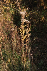 Senecio sarracenicus