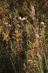 Senecio sarracenicus