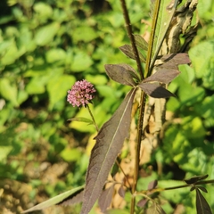 Dipsacus japonicus