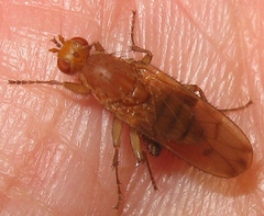 Heleomyzidae
