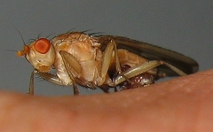 Heleomyzidae